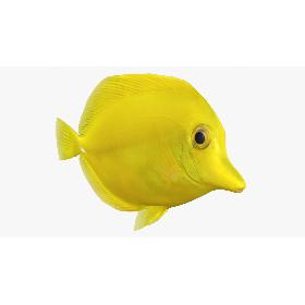 Yellow Tang (Animated) 3D